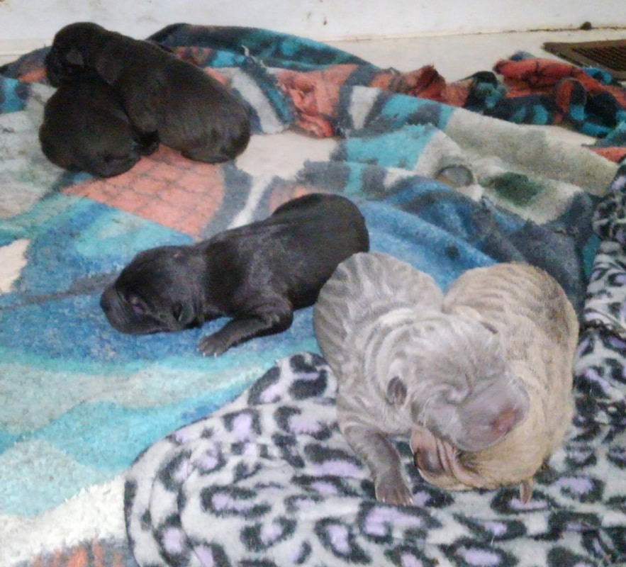 Puppies for Sale - My Peis